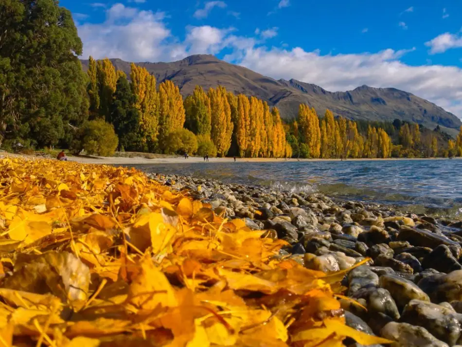 Autum Seasons in New Zealand | NZeTA visa