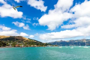 Akaroa NZ Image | 10 Reasons Why You Should Visit New Zealand | New Zealand Visa