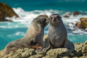 Seals Image | Milford Sound Cruise Tour | NZeTA Visa