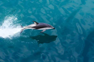 Dolphin Image | Milford Sound Cruise Tour | NZeTA Visa