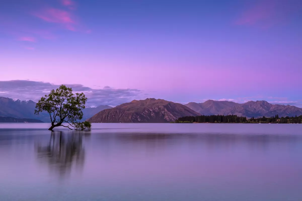 The lone willow tree in Lake Wanaka at dusk